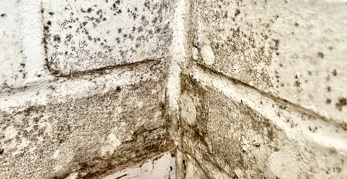 mold
